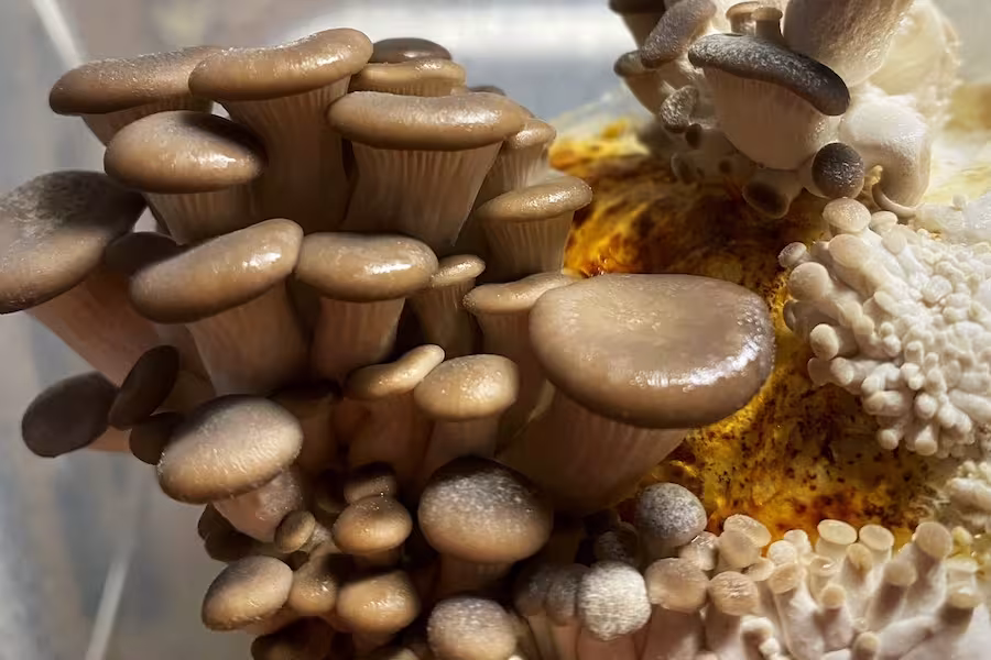 grey dove oyster mushrooms