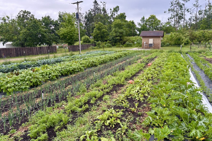 Rows of green plants fill a field.