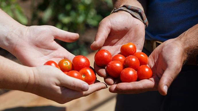 Interlochen gardeners show off handfuls of cherry tomatoes