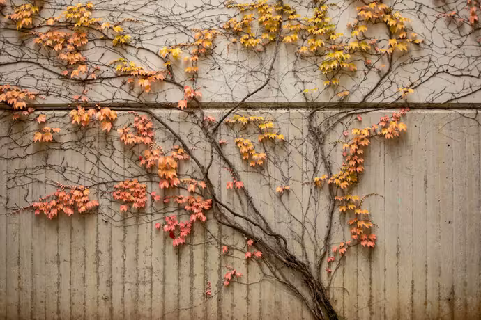 The vine on the southern face of Corson Auditorium