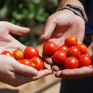 Interlochen gardeners show off handfuls of cherry tomatoes
