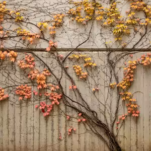 The vine on the southern face of Corson Auditorium