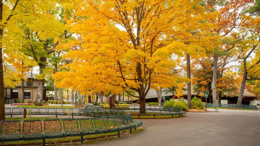 A tree in the center of Interlochen's Osterlin Mall displays golden fall leaves. 